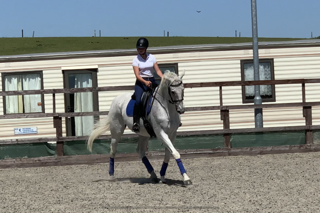 Grey Missile schooling